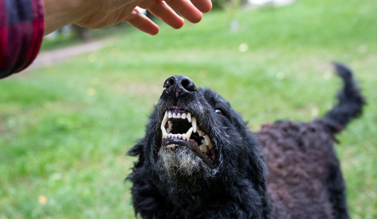 dog bite lawyers in Minnesota Dog bite lawyers Minnesota