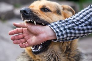 Dog Bite Liability in Minnesota